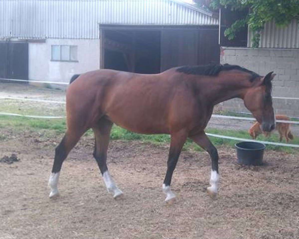 broodmare Uccello's Sound of Silence (Hanoverian, 2011, from Uccello)