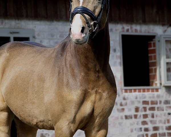 dressage horse Zoom Effect GS (German Riding Pony, 2017, from Nilantshoeve's Zippo)