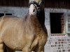 Dressurpferd Zoom Effect GS (Deutsches Reitpony, 2017, von Nilantshoeve's Zippo)
