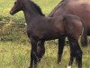 broodmare Aronja (German Warmblood, 2020, from Secret)