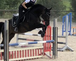 dressage horse Foster (Hannoveraner, 2008, from Fabriano)