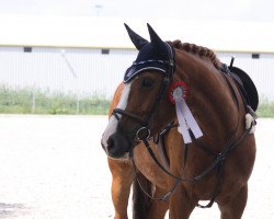 jumper Canakilly (Zangersheide riding horse, 2015, from Canabis Z)