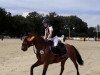 dressage horse Maraschino 50 (German Riding Pony, 2008, from Montreal)