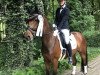 dressage horse Dobby 30 (German Riding Pony, 2015, from D-Day AT)