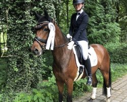 dressage horse Dobby 30 (German Riding Pony, 2015, from D-Day AT)