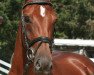 broodmare Darlyna (Westphalian, 2006, from Damon Hill)