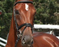 broodmare Darlyna (Westphalian, 2006, from Damon Hill)