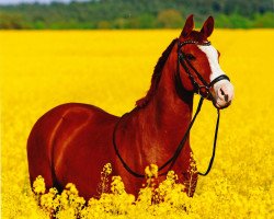 Pferd Campari Goldstück (Deutsches Reitpony, 2000, von Campari Pur)