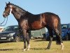 dressage horse Frangelico 9 (German Sport Horse, 2017, from Fuerst William Old)