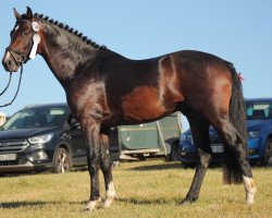 dressage horse Frangelico 9 (Deutsches Sportpferd, 2017, from Fuerst William Old)