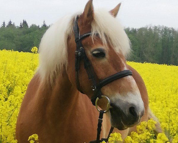 horse Nestor (Haflinger,  )