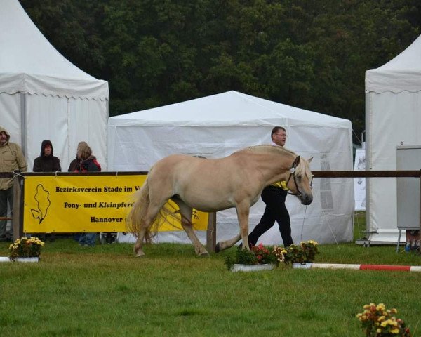 broodmare Luna vom Töster Grund (Fjord Horse, 2010, from Isidor)