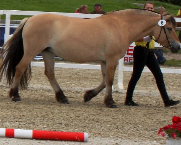 broodmare Lara vom Oderhaff (Fjord Horse, 2003, from Solbjør Borken)