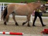 broodmare Lara vom Oderhaff (Fjord Horse, 2003, from Solbjør Borken)