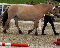 broodmare Lara vom Oderhaff (Fjord Horse, 2003, from Solbjør Borken)