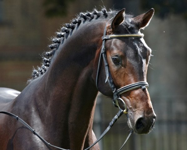 stallion Riccinos (Rhinelander, 2007, from Riccione)