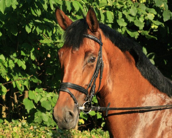 horse Electra 54 (Westphalian, 2004, from Ehrentanz I)