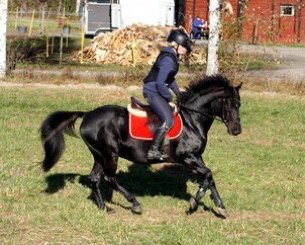 Deckhengst Jameson (Schwedisches Reitpony, 1993, von Steve's Friend xx)