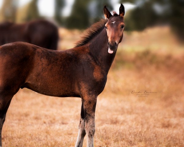 dressage horse Hengst von DEgalite / Belissimo M (Oldenburg, 2020, from D'Egalite)