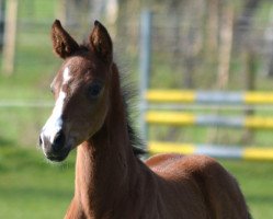 dressage horse Seventh Heaven 4 (Westphalian, 2015, from Sir Donnerhall I)