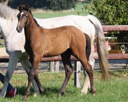 Pferd Chicago Blue K (Westfale, 2020, von CHARTHAGO BLUE OLD)