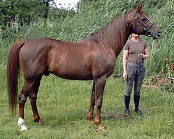 stallion Aydin ox (Arabian thoroughbred, 1985, from Rousseau ox)