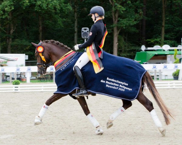 stallion Timms Ozzie (German Riding Pony, 2016, from Grenzhoehes Olivier K WE)