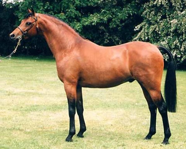 stallion Strinesdale Matador (British Riding Pony, 1990, from Twylands Troubadour)