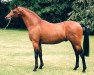 Deckhengst Strinesdale Matador (British Riding Pony, 1990, von Twylands Troubadour)