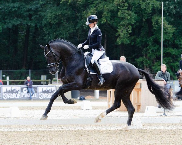 stallion Secret (German Sport Horse, 2014, from Sezuan)
