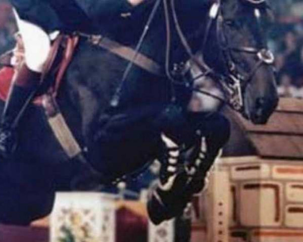 stallion Tornado (anglo european sporthorse, 1993, from Darco)