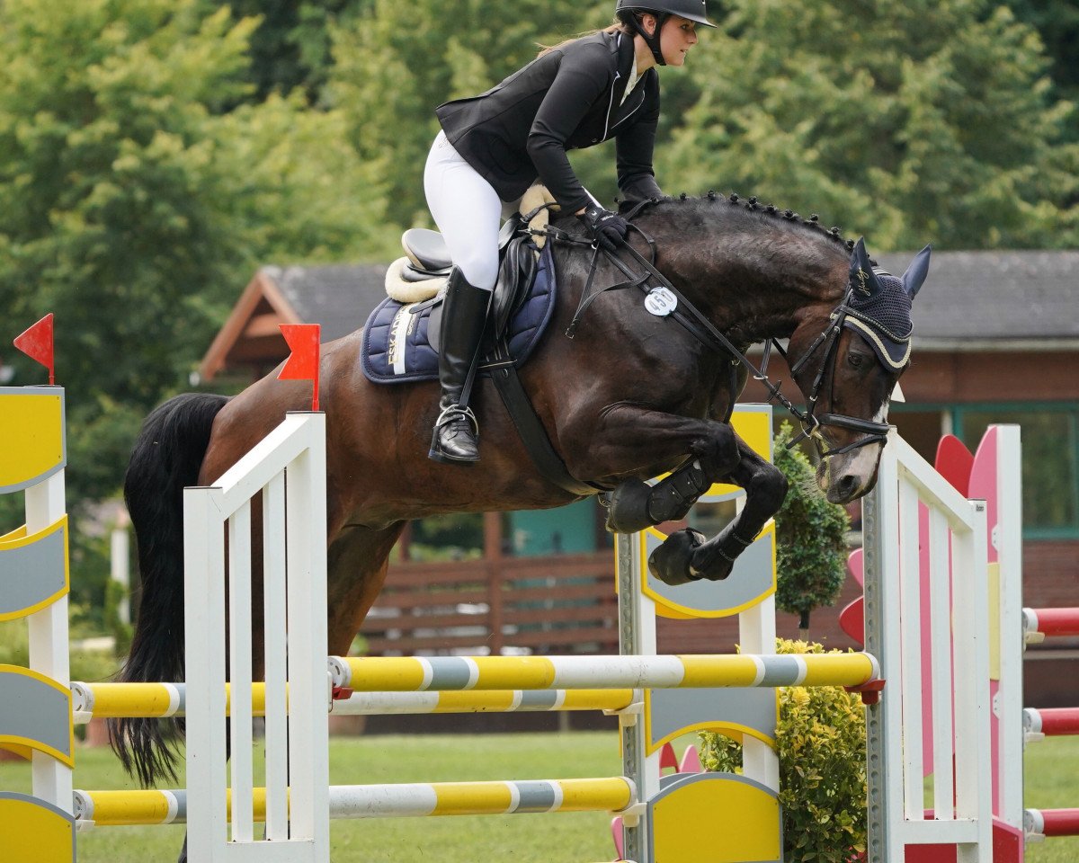 dressage horse Lütt'n Hans H (Holsteiner, 2006, from Lou Bega)