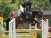 dressage horse Lütt'n Hans H (Holsteiner, 2006, from Lou Bega)