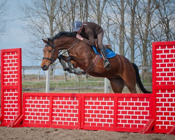 Zuchtstute Eleanor LCH (KWPN (Niederländisches Warmblut), 2009, von Verdi)