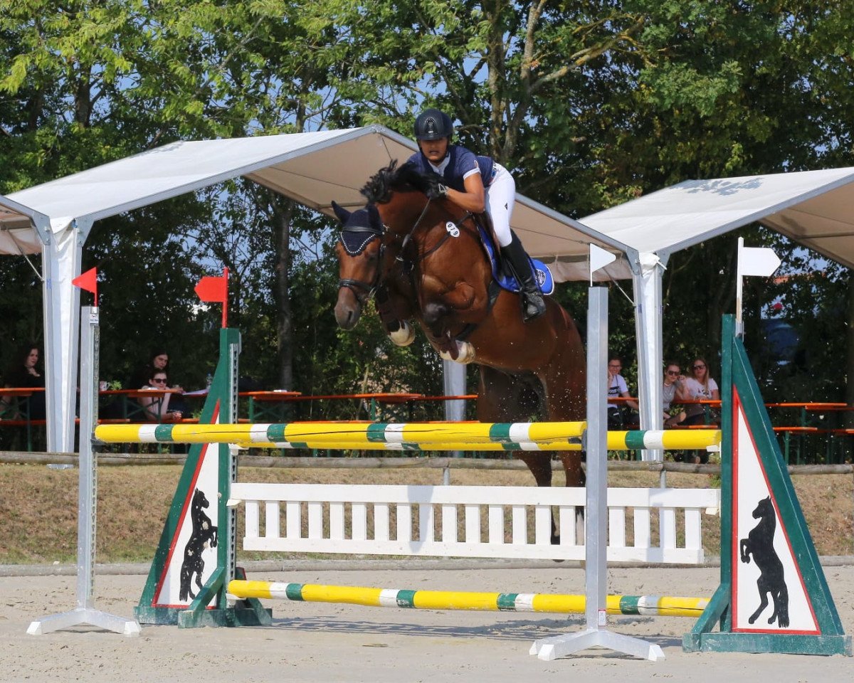 jumper Cassando FS (German Sport Horse, 2013, from Casdorff)