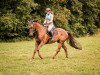 dressage horse Blickfang 10 (Bavarian, 2010, from Blickpunkt 4)