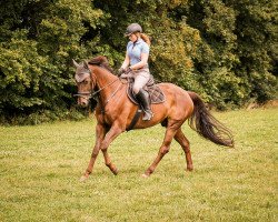 dressage horse Blickfang 10 (Bavarian, 2010, from Blickpunkt 4)