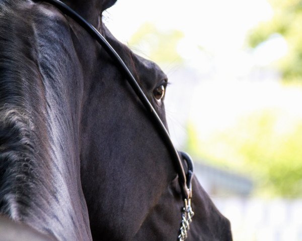 dressage horse Fürst Friday (Hanoverian, 2016, from Fürstenball)