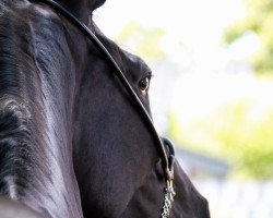 dressage horse Fürst Friday (Hanoverian, 2016, from Fürstenball)