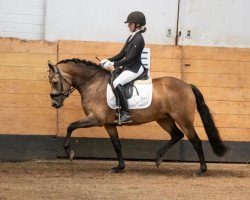 broodmare Petit Namika (German Riding Pony, 2016, from Golden West NRW)