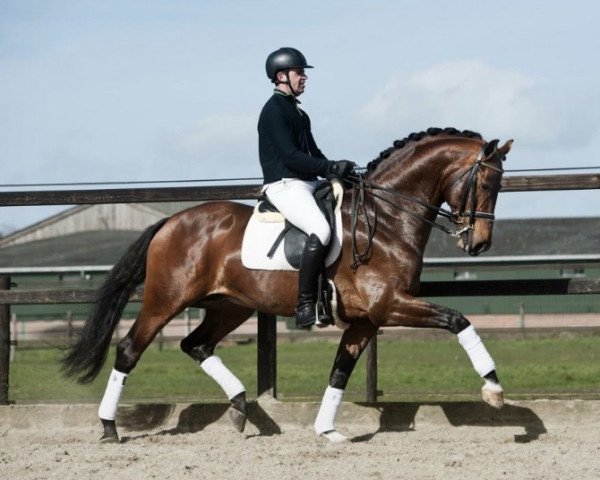 stallion Well Done (KWPN (Royal Dutch Sporthorse), 2011, from Wup)