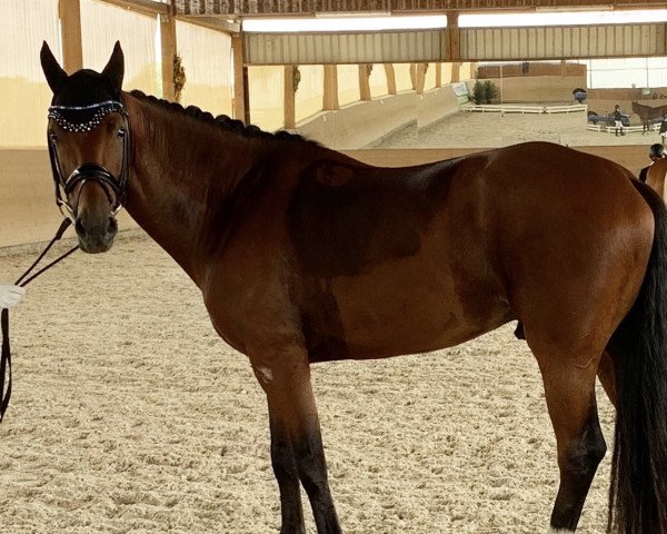 dressage horse Winston Bay (anglo european sporthorse, 2016, from Well Done)