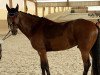 dressage horse Winston Bay (anglo european sporthorse, 2016, from Well Done)