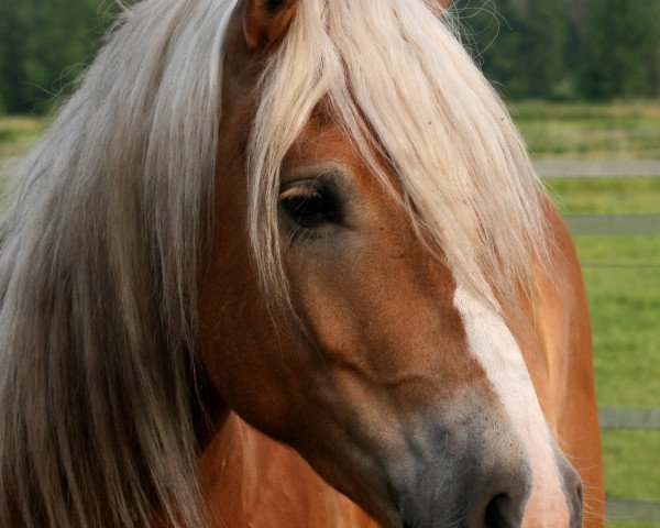 Dressurpferd Natz (Haflinger, 2005, von Nebos I (3,125% ox))