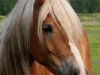 dressage horse Natz (Haflinger, 2005, from Nebos I (3,125% ox))