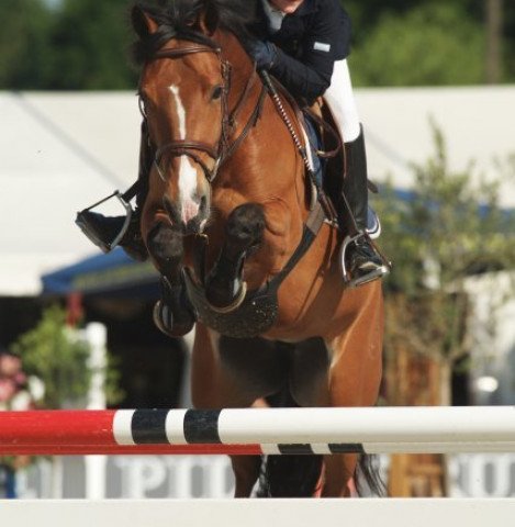 broodmare Nikelli' S First (Belgian Warmblood, 2001, from Galibot d'Enfer)