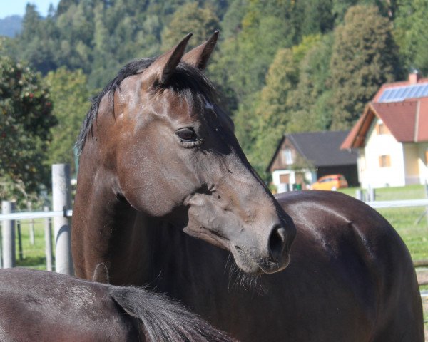 broodmare Fairytale (Austrian Warmblood, 2014, from Don William)