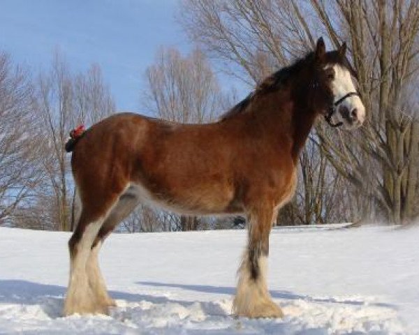 Pferd Rock-N-Hill Miss Que (Clydesdale, 2016, von 2S Above All's Kaptain Kade)