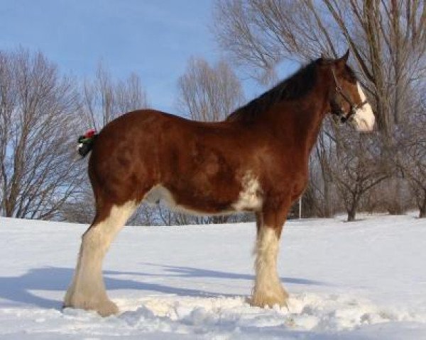 Pferd Rock-N-Hill Ivan (Clydesdale, 2008, von Maple Brook Patrick)