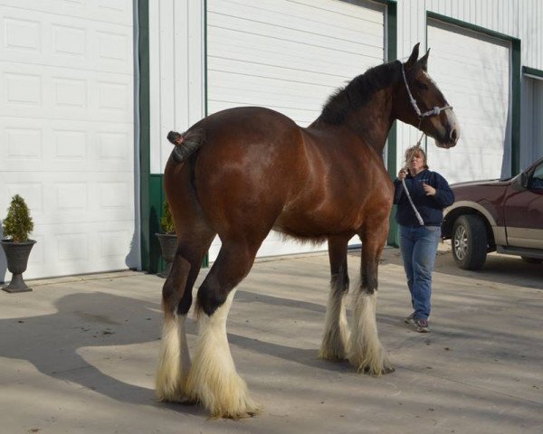 Pferd Rock and Rail Dakota Dawn (Clydesdale, 2008, von Plunton Tiarnan Ruarc)